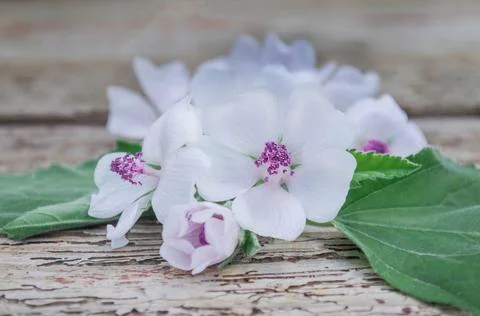 Medicinal herb Althaea Фото