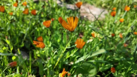 Medicinal Herb Calendula Stock Footage 328642317