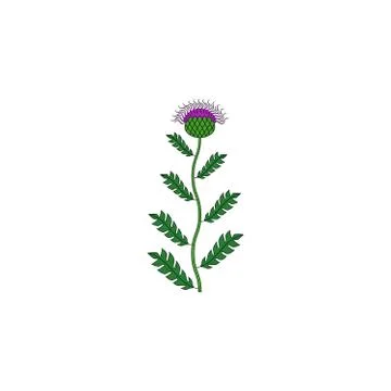 Medicinal herb icon Stock Illustration