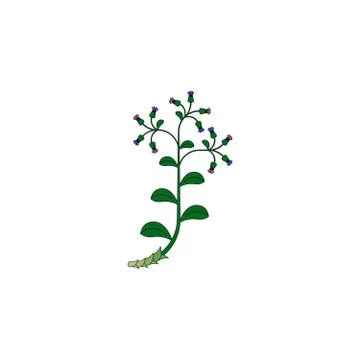 Medicinal herb icon Stock Illustration