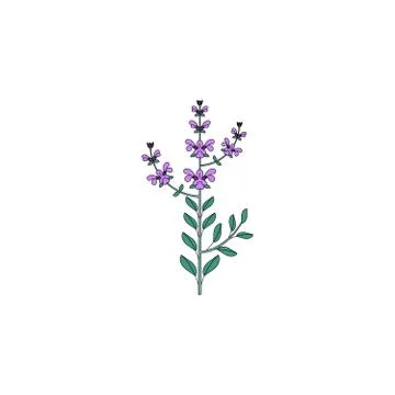 Medicinal herb icon Stock Illustration