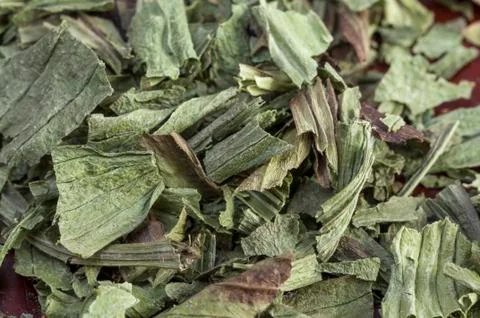Medicinal herb Foto stock