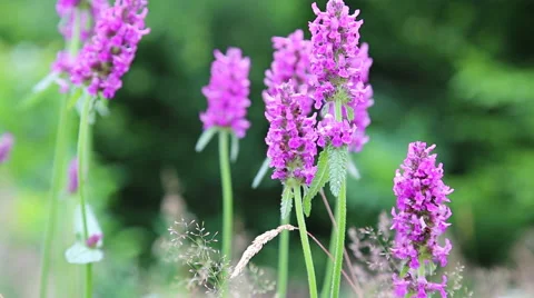 Medicinal herbs and insects Stock Footage 67406014