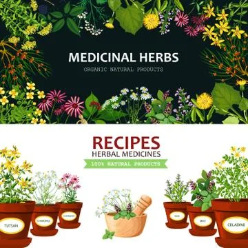 Medicinal Herbs Banners Stock Illustration