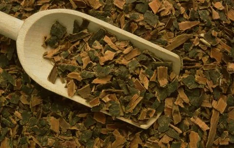 Medicinal herbs Black alder Cortex buckthorn Rhamnus The dried bark of the Stock Photos