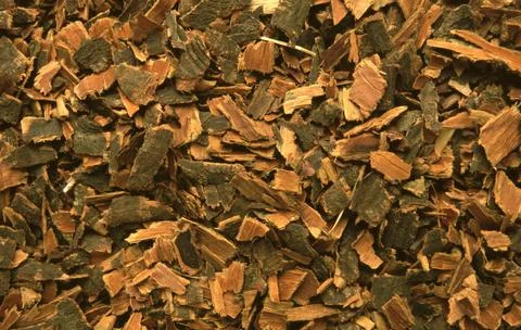 Medicinal herbs Black alder Cortex buckthorn Rhamnus The dried bark of the Stock Photos