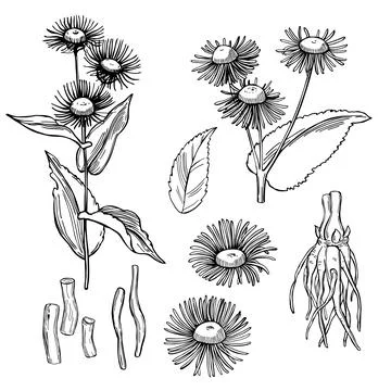 Medicinal herbs. Elecampane. Stock Illustration