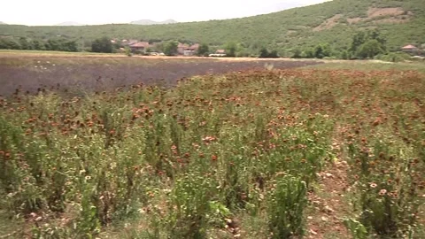 Medicinal herbs garden Stock Footage 300867150