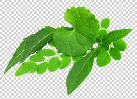 Medicinal herbs Stock Photos