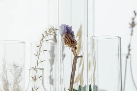 Medicinal herbs Stock Photos