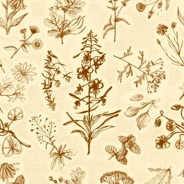 Medicinal herbs seamless pattern Stock Illustration
