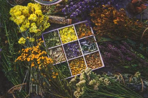 Medicinal herbs on the table. Selective focus. Stock Photos