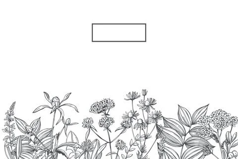 Medicinal herbs.  Vector background. Stock Illustration