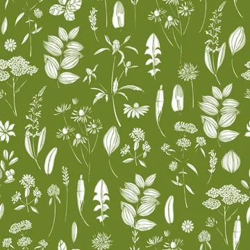 Medicinal herbs. Vector  pattern Stock Illustration
