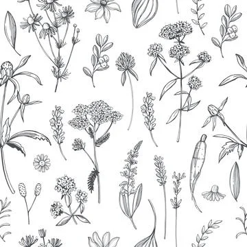 Medicinal herbs. Vector  pattern Stock Illustration
