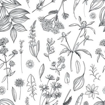 Medicinal herbs. Vector  pattern Stock Illustration