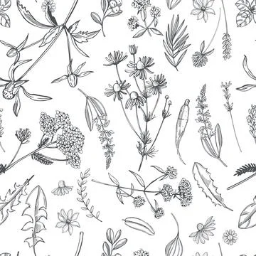 Medicinal herbs. Vector  pattern Illustrazione stock