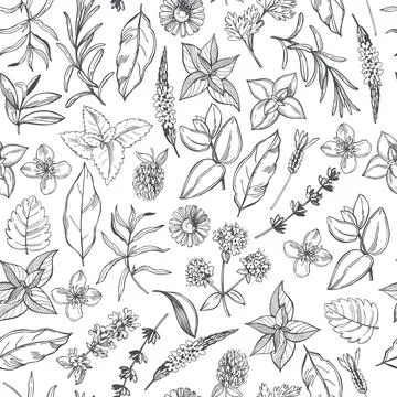 Medicinal herbs. Vector  pattern. Stock Illustration