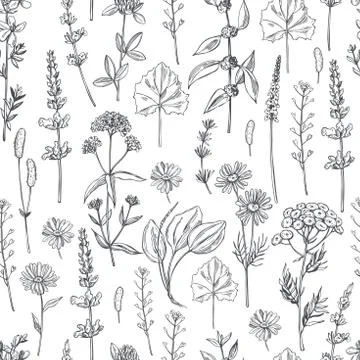 Medicinal herbs. Vector  seamless pattern. Stock Illustration