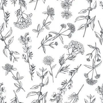 Medicinal herbs. Vector  seamless pattern. Stock Illustration