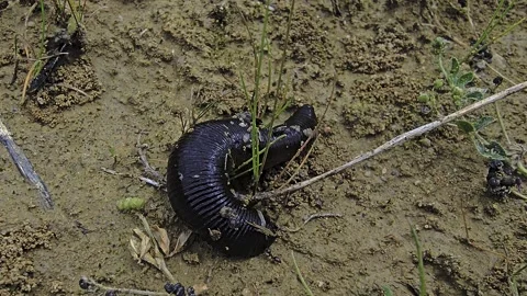 Medicinal leech crawls across damp sandy soil searching for water captured .. Video stock 337936535