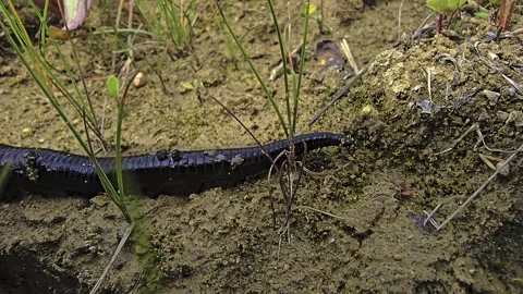 Medicinal leech searching for water while moving across sandy soil filmed i.. Stock-Footage 342586963