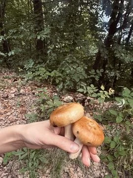 Medicinal mushrooms Stock Photos