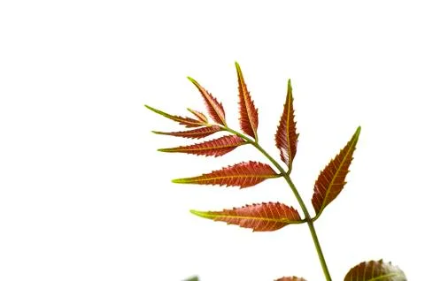 Medicinal neem leaf on white background. Azadirachta indica. Stock Photos