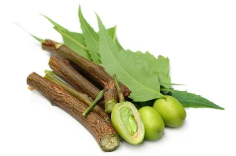 Medicinal Neem Stock Photos