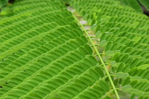 Medicinal plant, Asian herbal plant in the jungle, medicinal tree, homeopathy Stock Photos