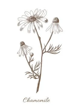 Medicinal Plant Chamomile Stock Illustration