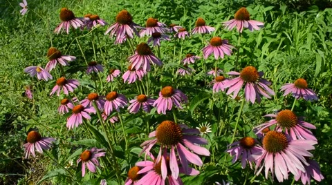 Medicinal plant - Echinacea Stock Footage 65090466