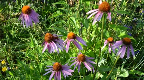Medicinal plant - Echinacea Stock Footage 65090480