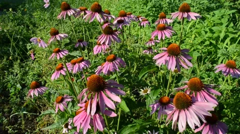 Medicinal plant - Echinacea Stock Footage 65090490