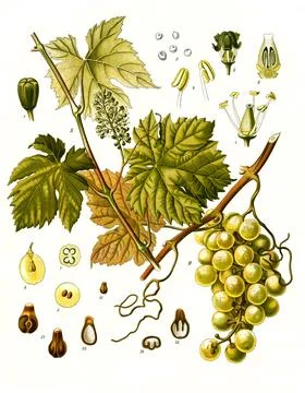 Medicinal plant grape vine Vitis vinifera Historical digitally restored Stock Illustration