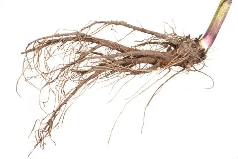 Medicinal plant. the root of elecampane Stock Photos