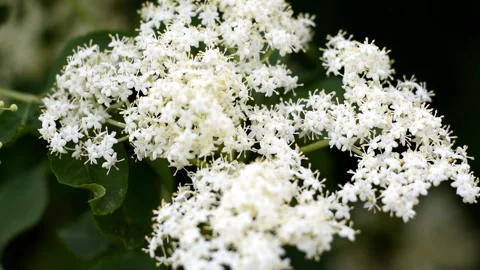 Medicinal plant Spring background. Elderberry color. Stock Footage 173355852