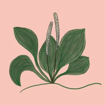 Medicinal plantain on a pink background Stock Illustration
