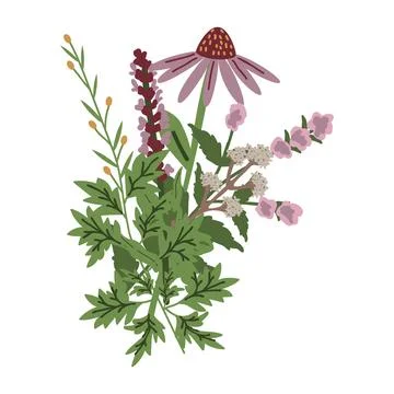 Medicinal plants bunch Stock Illustration