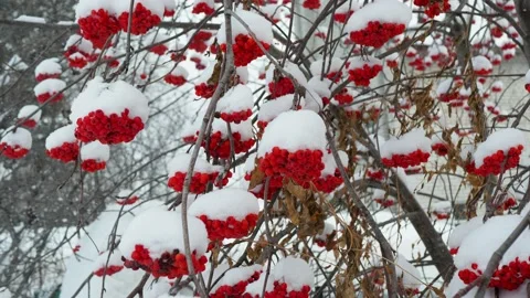 Medicinal plants. Clusters of red mountain ash sway in winter in the wind. Video stock 166942930