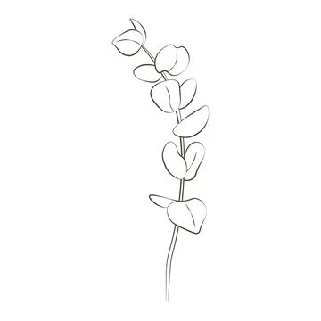 Medicinal plants eucalyptus hand drawn vector transparent background Stock Illustration