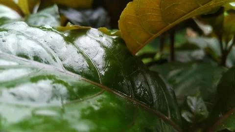 Medicinal plants Video stock 232204759