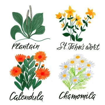 Medicinal plants on a white background Stock Illustration