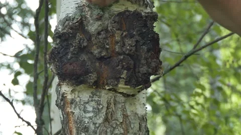 Medicinal plants in the wild, capable of preventing SARS-CoV-2 replication. Vídeos de archivo 158143448