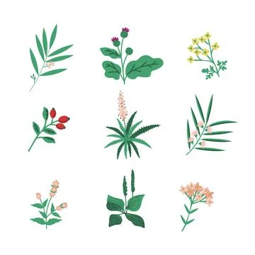 Medicine herb set Illustrazione stock