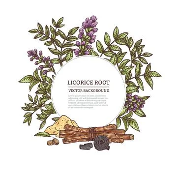 Medicine plant licorice herb with root, flower, leaves and branches. Stock Illustration