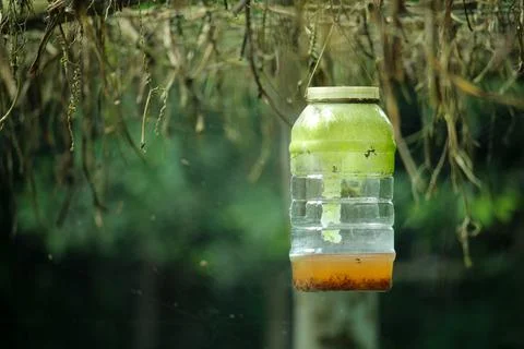 Medicine process to kill insects in vegetable garden Stock Photos