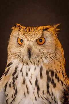 Medieval Fair: Captivating Carnivore Eagle Owl Among Birds of Prey Collection Stock Photos