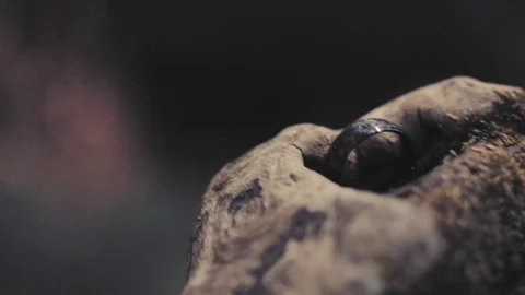 Medieval ring on a tree Video stock 101979524