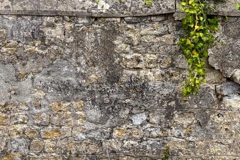Medieval stone wall with ivy creates textured background element Stock Photos